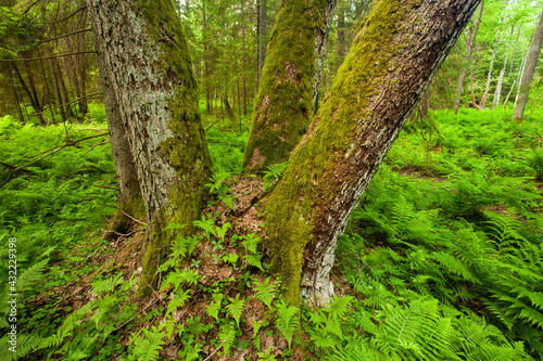 Several trees covered with moss and young ferns in an old-growth forest in Estonia, Northern Europe. 