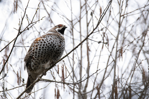 Male Hazel grouse, Tetrastes bonasia perched on a Willow branch in Estonian forest. 