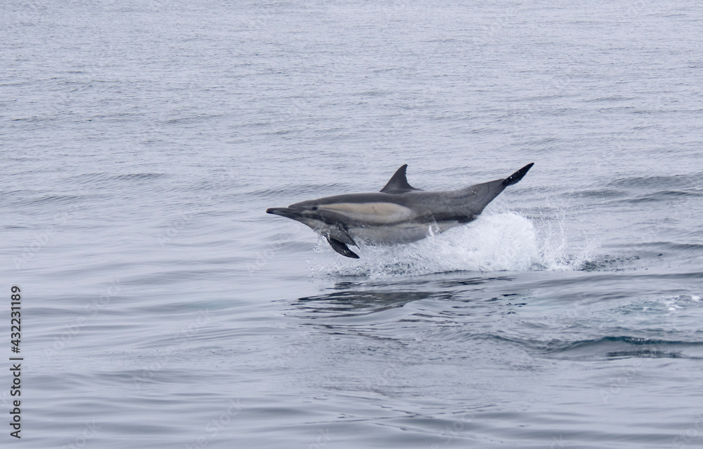 Fototapeta premium Common Dolphin Jumping Off Dana Point