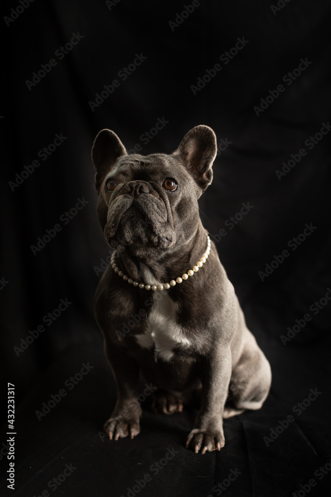 Fototapeta premium Blue color French Bulldog posing with a black background and pearl necklace