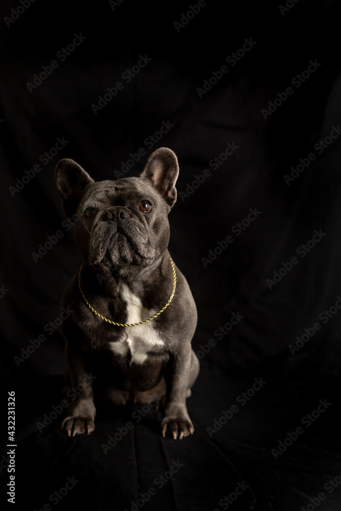 French Bulldog in portrait mode on a black black background wearing a gold rope chain