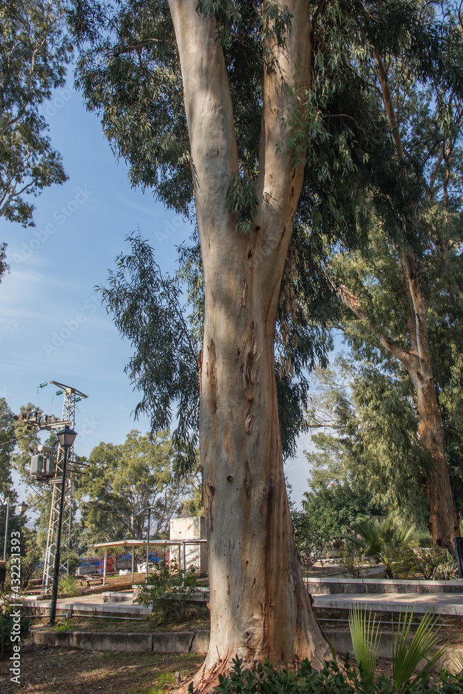 Fototapeta premium Park with beautiful trees around the church on the Mount of Beatitudes on the Sea of Galilee