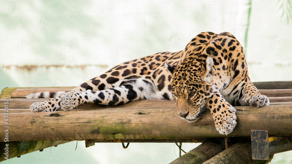 Obraz premium Jaguar