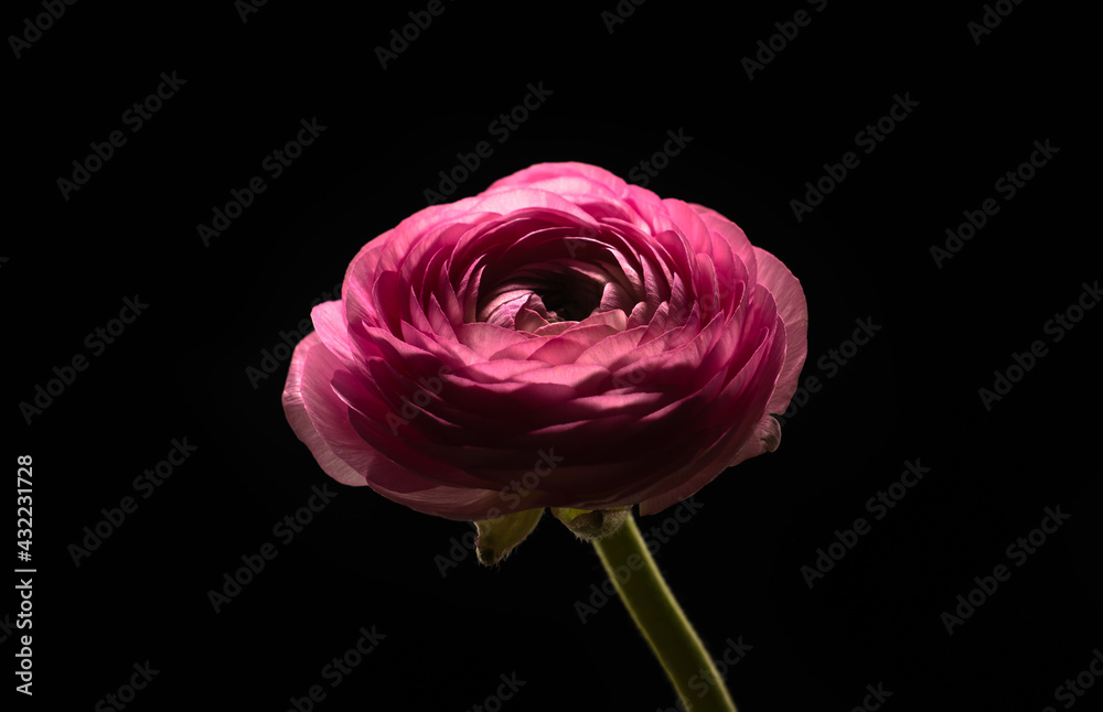 Ranunculus on a black background Ranunculus on a black background