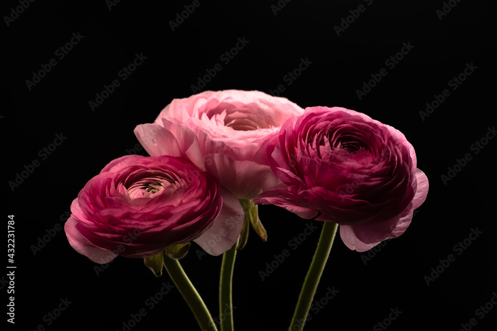 Fototapeta premium Ranunculus on a black background