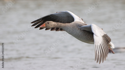 A graylag goose flying over water 