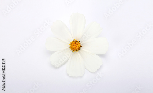 White Chamomile flower on light horizontal background.