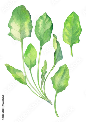 Watercolor spinach leaves on white background