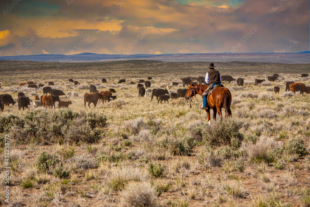 A cowboy riding through a sage brush and  desert grass pasture, moving a herd of cattle from one pasture to another. - obrazy, fototapety, plakaty 