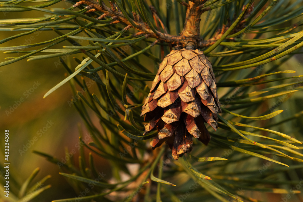 Close-up of a Scots pine, Pinus sylvestris cone opening up on a late spring evening in Estonia, Northern Europe. Close-up of a Scots pine, Pinus sylvestris cone opening up on a late spring evening in Estonia, Northern Europe.