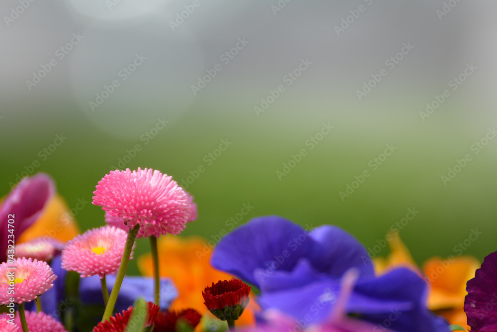 Kolorowe kwiatki wiosenne na tło.  - obrazy, fototapety, plakaty 