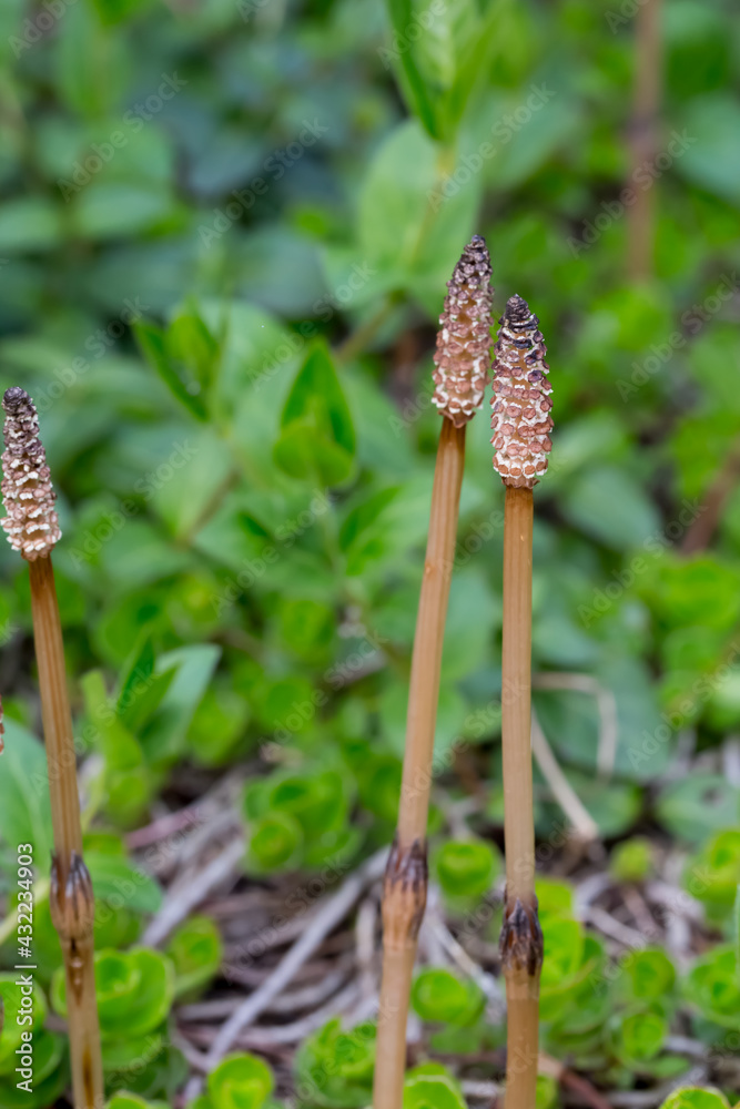 skrzy polny, kłos zarodnionośny, Equisetum arvense L. skrzy polny, kłos zarodnionośny, Equisetum arvense L.