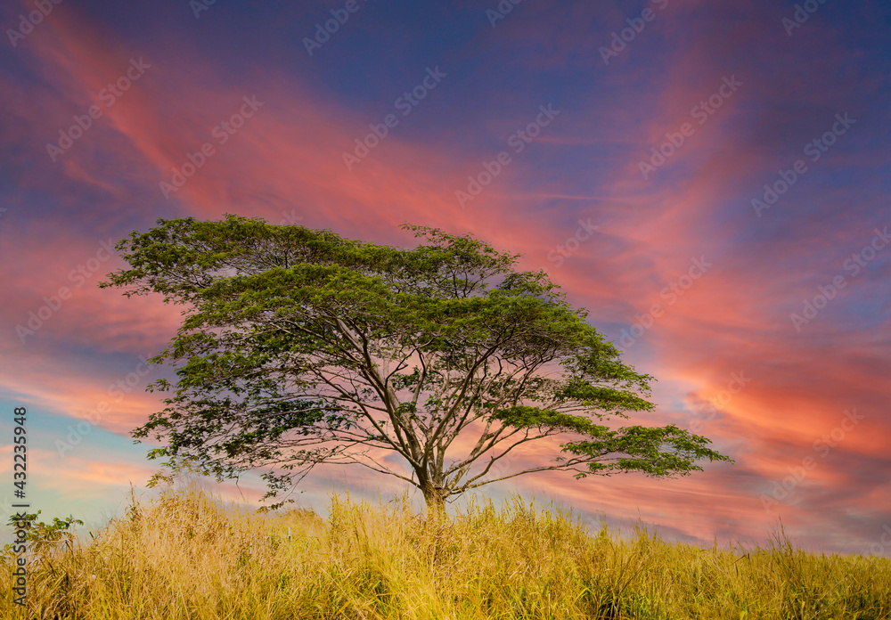 Fototapeta premium A black Poui tree skylined aginst a sunset on a hill on the island of Kauai, Hawaii
