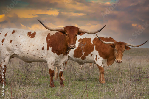 Texas longhorn cattle in a pasture in the Oklahoma panhandle. photo