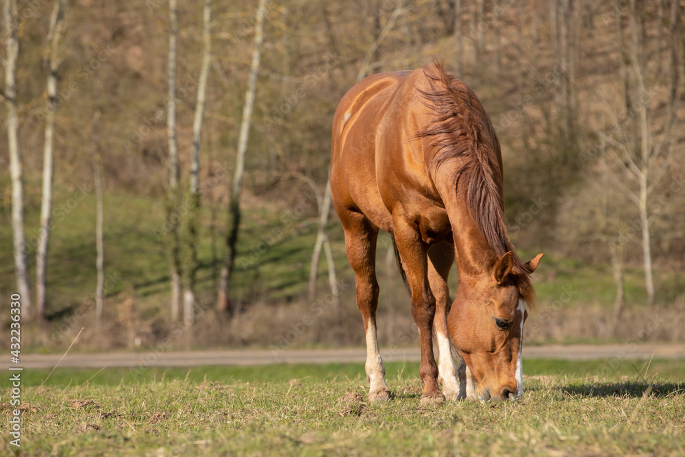 Fototapeta premium Quarter Horse auf der Weide