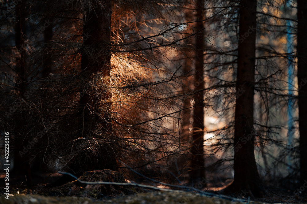 Dark eerie forest with sunlight hitting leaves - mystical forest background - obrazy, fototapety, plakaty 