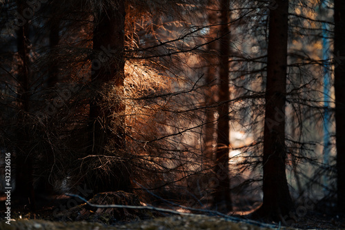 Φωτογραφία Dark eerie forest with sunlight hitting leaves - mystical forest background
