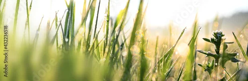 Obraz  z motywem Dew water drops on grass in the morning sunset meadow and forest nature landscape. Environment and ecology on spring. 