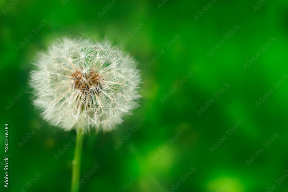 blurred green background with white dandelion blurred green background with white dandelion