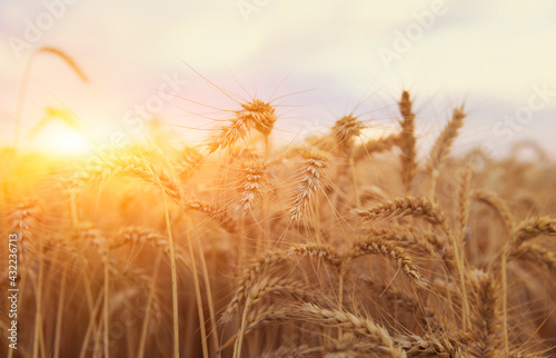 The yellow wheat at Sunset or sunrise on a rye field with golden ears, shallow depth focus, Ears of wheat close up