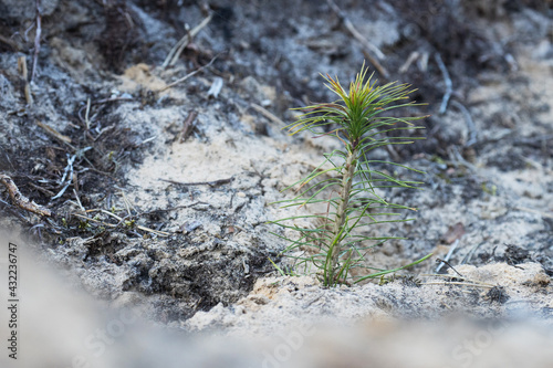 Small Pine tree after being planted to a sandy ground in clear-cut area in Estonia. Young trees absorb more carbon.  © adamikarl