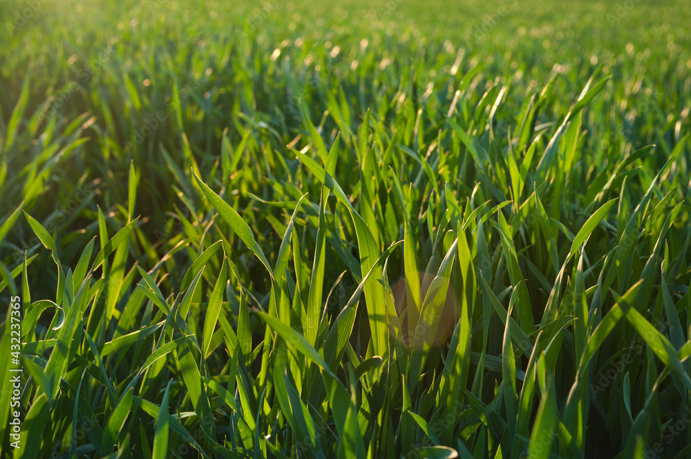 Fototapeta premium Agriculture background with green wheat plants close up in a field of contours with sunlight.
