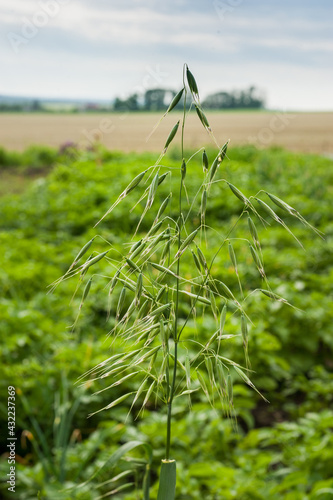 one ear of oats of green color, whose grains shine through the sunlight, clos...