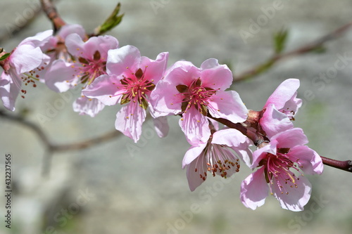 spring blooming peach 