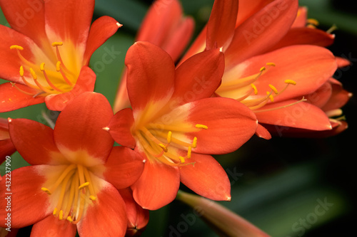 orange flower clivia floral arrangement blooming  close-up anther pollen