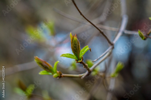 buds on branches, photo in the afternoon
