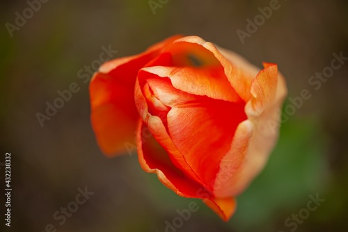 orange tulip