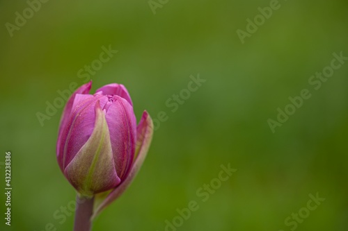 purple tulip