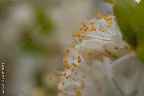 blossom