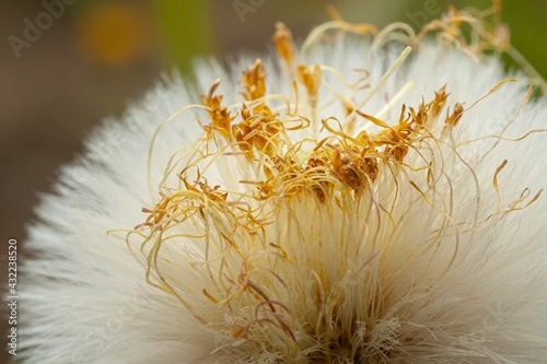 dandelion stamens