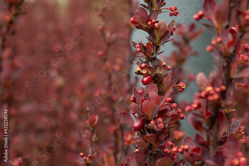Red Plants