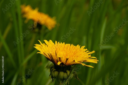 dandelion in the grass