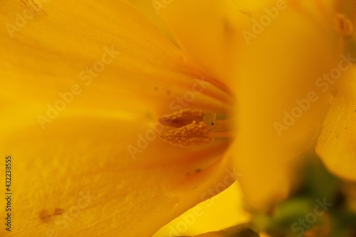 Stamen of forsythia