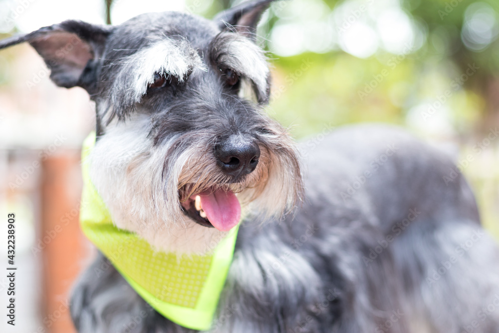 Foco Selectivo Perro de raza Schnauzer gris con un pañuelo en el jardín
