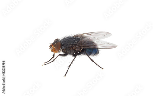 Blue bottle fly isolated on white background, Calliphora vomitoria