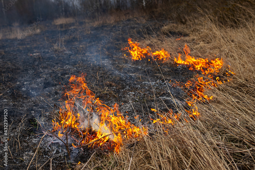 a strong forest fire breaks out in windy weather due to human fault, flames destroy dry grass on the edge of the forest and fields in early spring, call the fire brigade to extinguish the fire