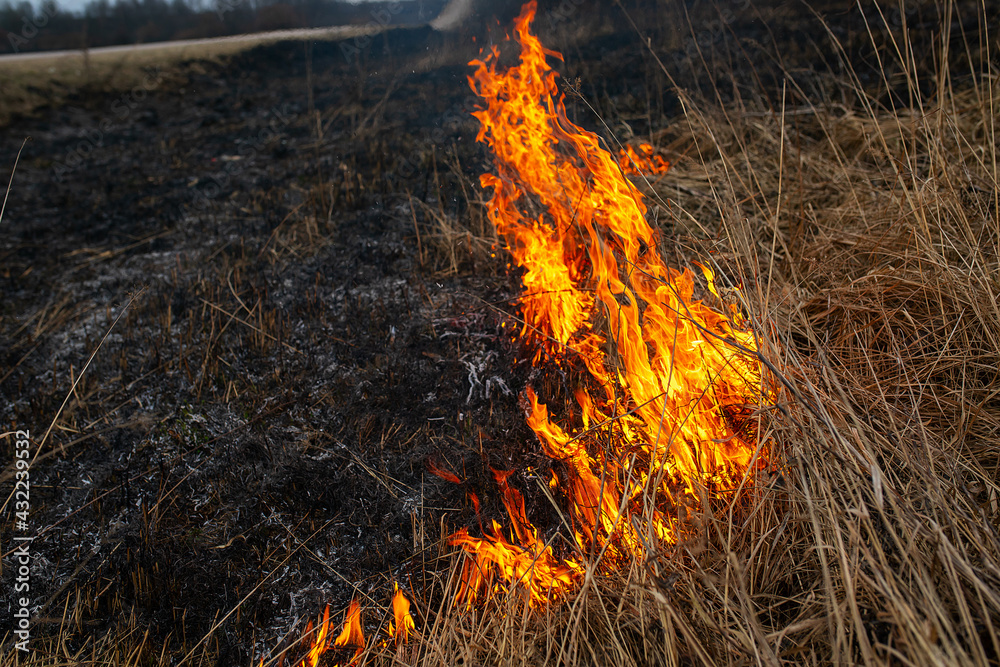 a strong forest fire breaks out in windy weather due to human fault, flames destroy dry grass on the edge of the forest and fields in early spring, call the fire brigade to extinguish the fire a strong forest fire breaks out in windy weather due to human fault, flames destroy dry grass on the edge of the forest and fields in early spring, call the fire brigade to extinguish the fire