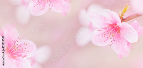 Beautiful pink peach blossom against a light pastel spring background.