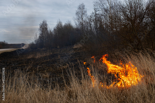 a strong forest fire breaks out in windy weather due to human fault, flames destroy dry grass on the edge of the forest and fields in early spring, call the fire brigade to extinguish the fire © evgavrilov