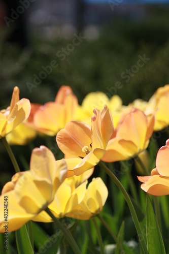 Yellow Tulip in street garden on park in sumer time
