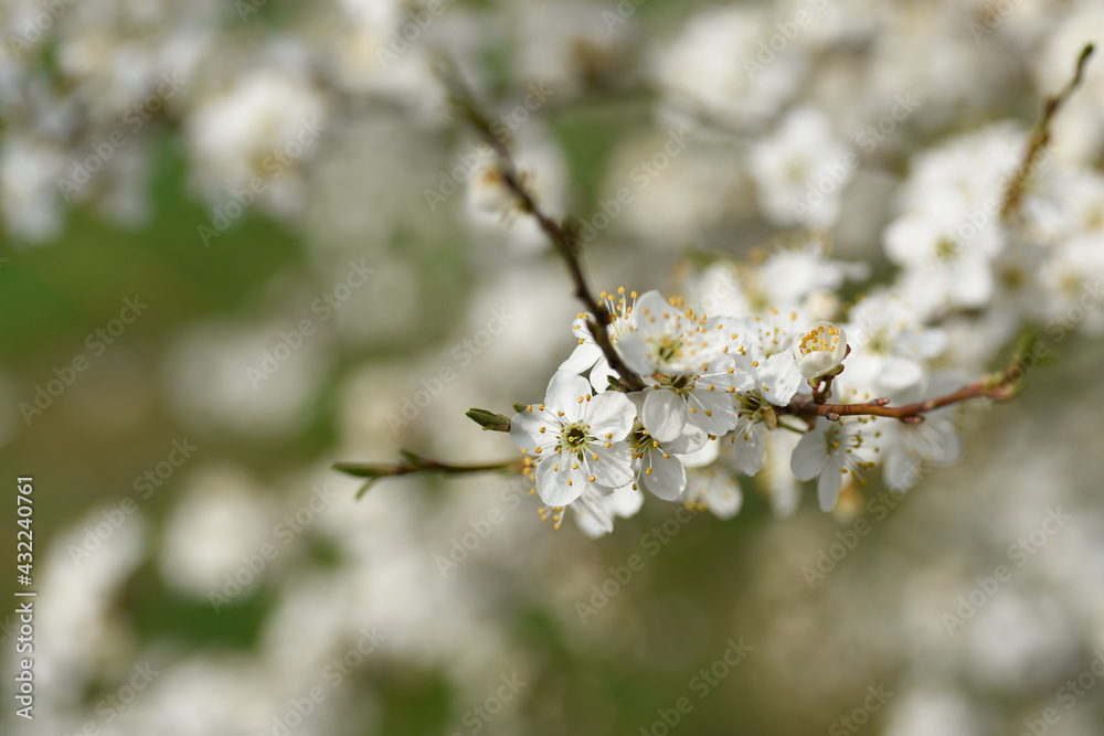 Beautiful blooming columnar apple tree in the garden. Background for text.