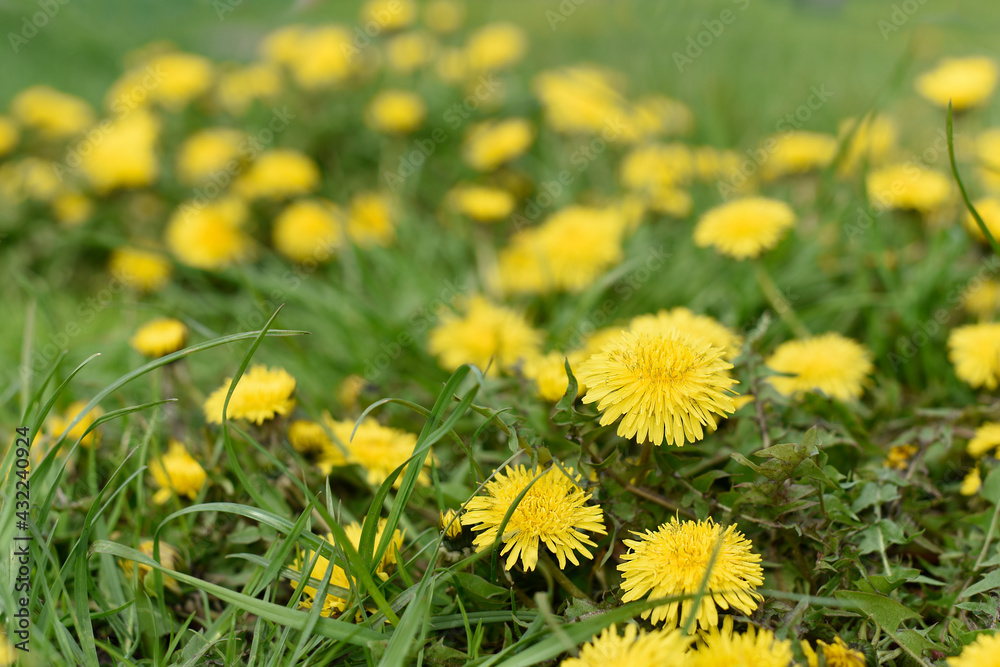 Blurred green field with yellow dandelions. Background for the text. Blurred green field with yellow dandelions. Background for the text.