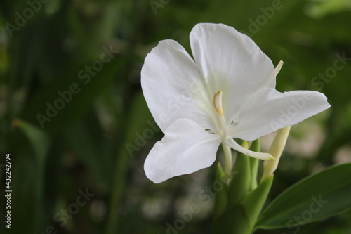 Close up of white hedychium coronarium flower