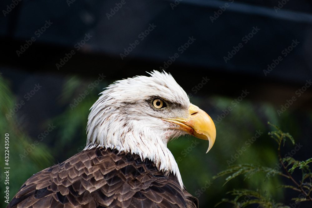 Fototapeta premium portrait of a eagle