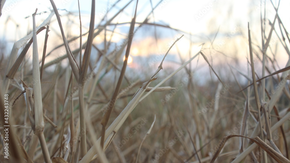 Fototapeta premium a photo of dry grass