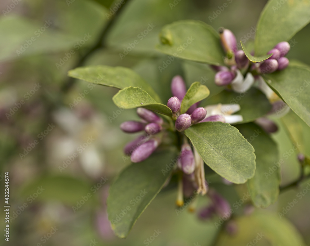 Meyer lemon flower buds with leaves in early spring unopened. Texas Meyer lemon flower buds with leaves in early spring unopened. Texas